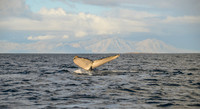 Humpback Whale, False Bay, South Africa