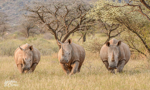 Three White Rhinos in grassland