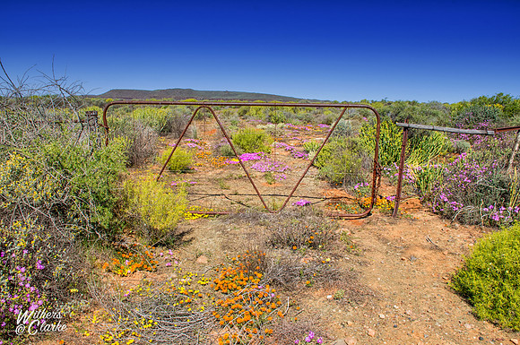 Spring Flowers