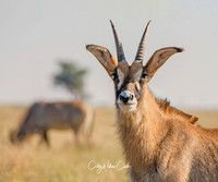Roan Antelope
