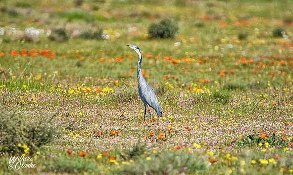 Spring Flowers