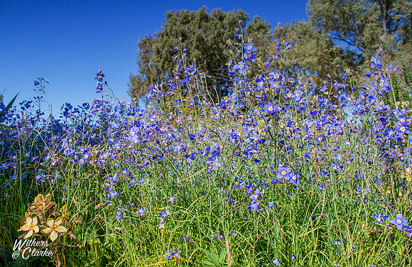 Spring Flowers