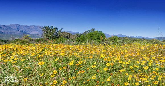 Spring Flowers