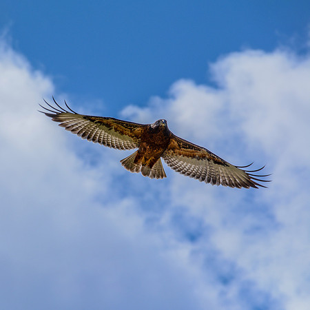 Jackal Buzzard In Flight
