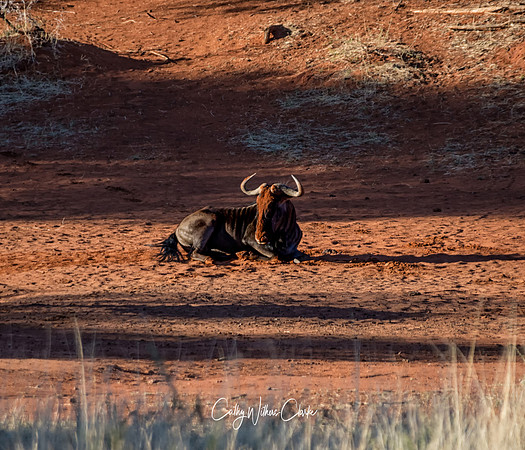 Blue Wildebeest Taking A Dust Bath