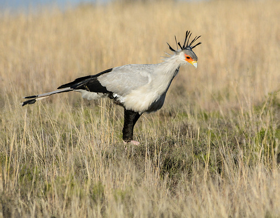 Secretarybird