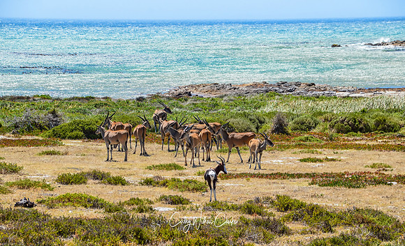 Eland By The Sea