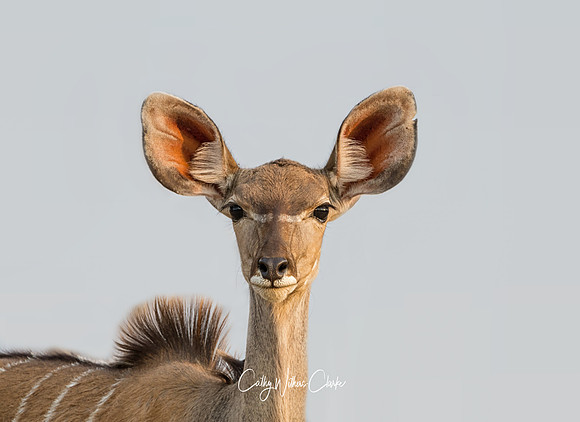 Female Kudu