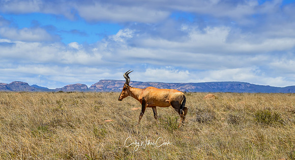 Red Hartebeest