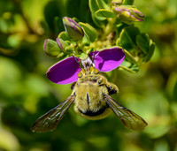 Carpenter Bee