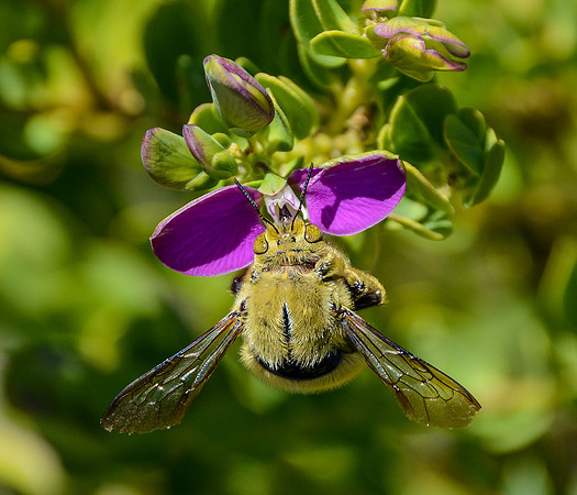 Carpenter Bee