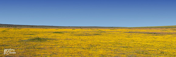 Spring Flowers