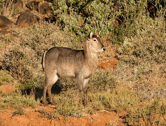 Waterbuck Antelope