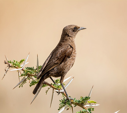 Ant-eating Chat