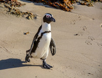 Time for a stroll