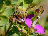 Carpenter Bee