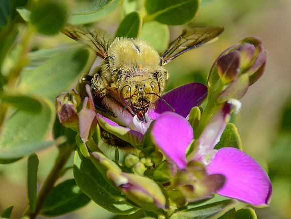 Carpenter Bee