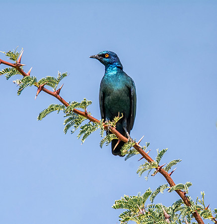 Cape Glossy Starling