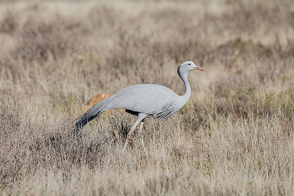 Blue Crane