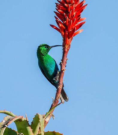 Malachite Sunbird
