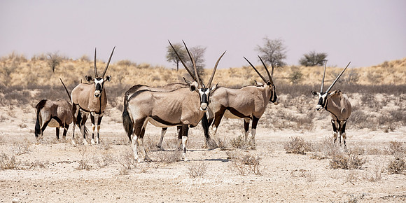 Gemsbok Group