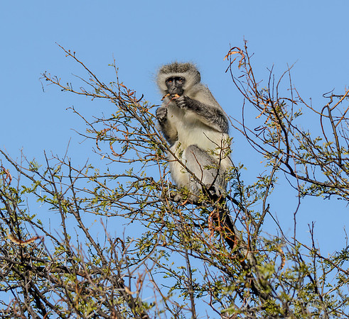 Vervet Monkey