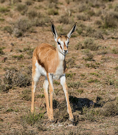 Juvenile Springbok