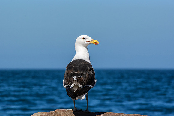 Cape Gull Portrait