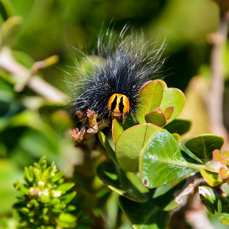 Mesocelis monticola (Mountain White Spot)