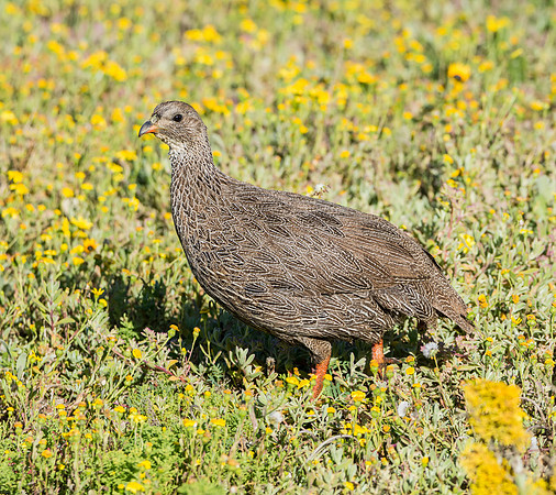 Cape Spurfowl