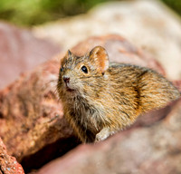 Four-striped Grass Mouse