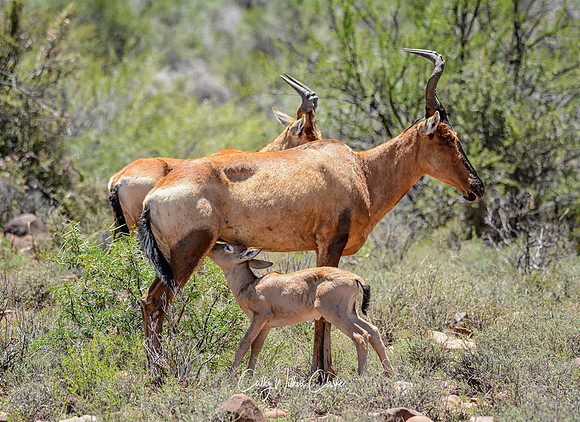 Red Hartebeest Mother And Calf