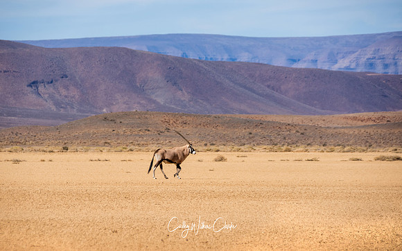 Gemsbok
