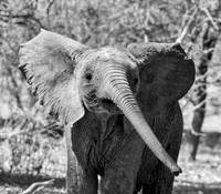 African Elephant calf