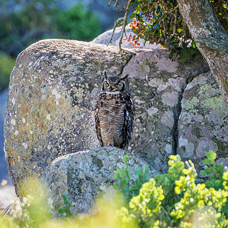 Spotted Eagle Owl