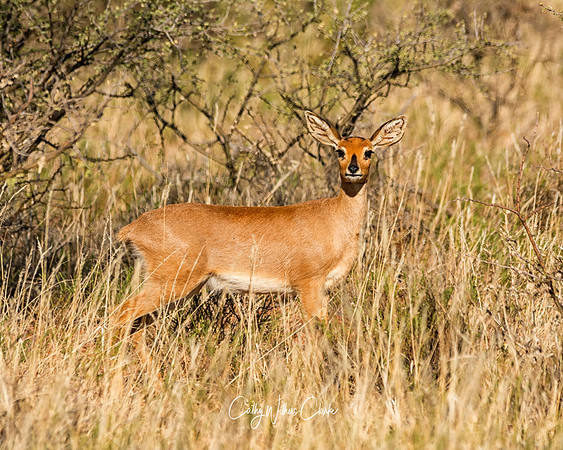 Steenbok