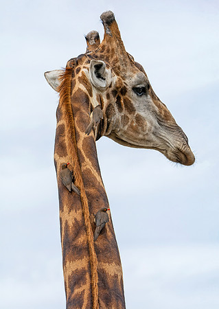 Male Giraffe and Oxpeckers