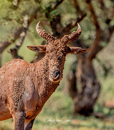 Muddy Tsessebe