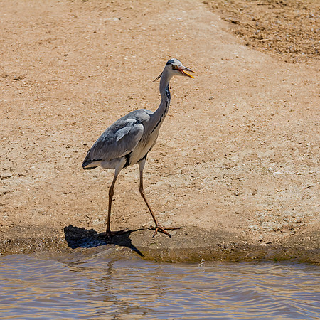 Grey Heron