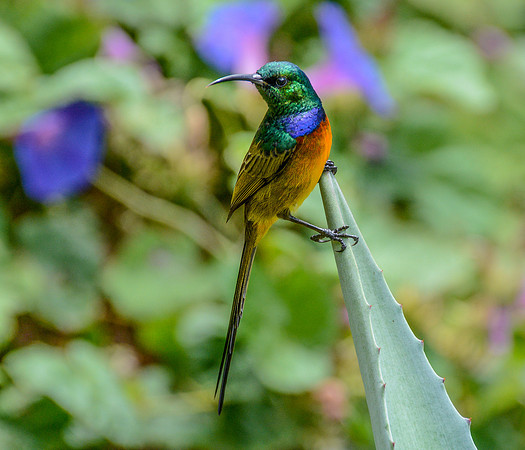 Orange-breasted Sunbird