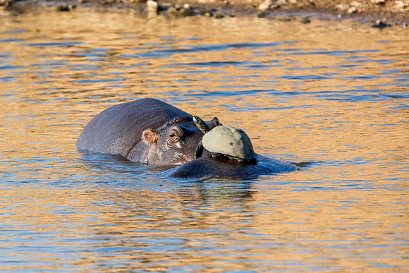 Hippos And Terrapin