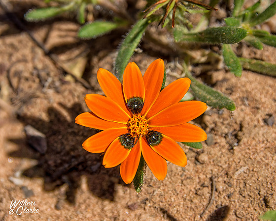 Spring Flowers