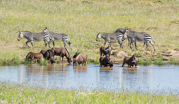 Black Wildebeest And Zebra