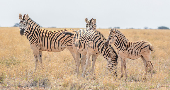 Burchell's Zebra family group