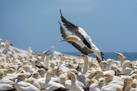 Cape Gannet In FLight