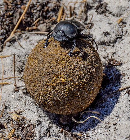 Green-grooved Dung Beetle