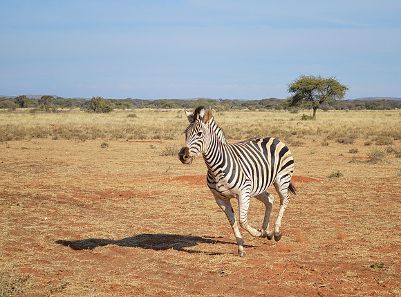 Burchell's Zebra Running