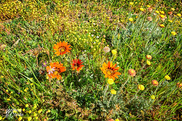 Spring Flowers