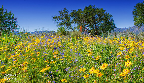 Spring Flowers