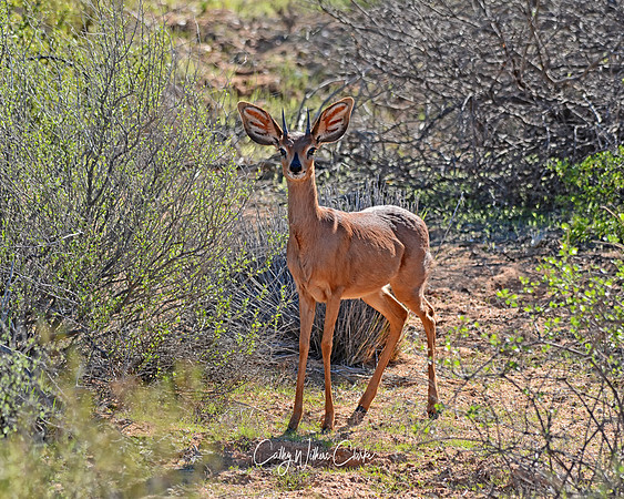 Steenbok